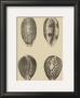 Shells On Khaki Vi by Denis Diderot Limited Edition Print