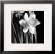 Daffodil by Darlene Shiels Limited Edition Print