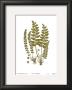 Sea Spleenwort by Marine Limited Edition Print