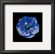 Anemone by Joson Limited Edition Print