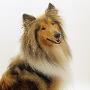 Sable Rough Collie, 2 Years Old, Portrait by Jane Burton Limited Edition Print