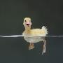 Duckling Swimming On Water Surface, Uk by Jane Burton Limited Edition Print