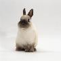 Seal-Point Netherland Dwarf Male Rabbit by Jane Burton Limited Edition Print