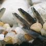 Young European Eels Elvers Lying Buried In The Sand On Riverbed, Uk by Jane Burton Limited Edition Print