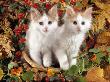 Domestic Cat, 9-Week, White-And-Tortoiseshell Sisters And In A Basket With Hazelnuts by Jane Burton Limited Edition Print