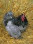 Blue Cochin Breed Of Domestic Chicken, Cock., Usa by Lynn M. Stone Limited Edition Print