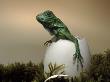 Baby Iguana Placed In A Goose Egg, (Iguana Iguana) by Jurgen Freund Limited Edition Print