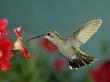 Broad Billed Hummingbird, Female Feeding On Petunia Flower, Arizona, Usa by Rolf Nussbaumer Limited Edition Print