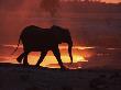 African Elephant, At Sunset Chobe National Park, Botswana by Tony Heald Limited Edition Print