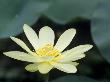 Close-Up Of American Lotus Flower, Welder Wildlife Refuge, Rockport, Texas, Usa by Rolf Nussbaumer Limited Edition Print