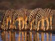 Four Common Zebra, Drinking At Water Hole, Etosha National Park, Namibia by Tony Heald Limited Edition Print
