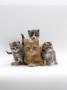 Domestic Cat, Ginger Mother With Foster Kittens by Jane Burton Limited Edition Print