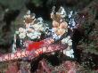Harlequin Shrimp, Male And Female With Starfish Prey, Andaman Sea, Thailand by Georgette Douwma Limited Edition Print