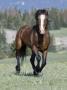 Wild Horse, Bay Stallion Cantering Portrait, Pryor Mountains, Montana, Usa by Carol Walker Limited Edition Print