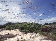 Tern Colony On Tubbataha Reef Philippines by Jurgen Freund Limited Edition Print