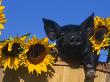 Domestic Piglet, Amongst Sunflowers, Usa by Lynn M. Stone Limited Edition Pricing Art Print