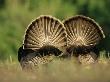 Rear View Of Male Wild Turkey Tail Feathers During Display, Texas, Usa by Rolf Nussbaumer Limited Edition Print