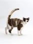 Domestic Cat, Chocolate-Tortoiseshell, Friendly Tail-Up Greeting by Jane Burton Limited Edition Print