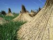 Harvested Common Reed, Lake Of Neusiedl, Austria by Rolf Nussbaumer Limited Edition Print