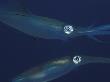 Mating Pair Of Big Fin Reef Squids, Indo Pacific by Jurgen Freund Limited Edition Print