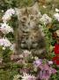 10-Week, Long Haired Tabby Kitten 'Powder Puff' Among Hosta, Verbena, Aphrodite, Argyranthemum by Jane Burton Limited Edition Pricing Art Print