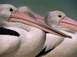 Australian Pelicans, Queensland, Australia by Staffan Widstrand Limited Edition Print