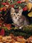 Domestic Cat, Tabby Kitten Among Autumn Leaves And Cottoneaster Berries by Jane Burton Limited Edition Print