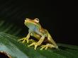 Glass Frog With Eggs Visible Through Skin, Ecuador, South America by Pete Oxford Limited Edition Print