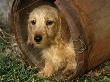 Wire Haired Dachshund, Portrait In Wooden Barrel by Lynn M. Stone Limited Edition Pricing Art Print