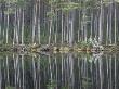 Pine Forest Reflections On Flat Calm Lochan, Cairngorms National Park, Scotland by Pete Cairns Limited Edition Print