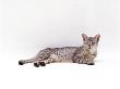 Domestic Cat, Silver Egyptian Mau Female by Jane Burton Limited Edition Print
