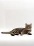 Domestic Cat, Tabby Chinchilla Burmese Cross by Jane Burton Limited Edition Pricing Art Print
