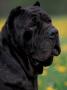 Black Neopolitan Mastiff Portrait by Adriano Bacchella Limited Edition Print