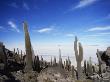 Cacti On Inkawasi Island, Salar De Uyuni, Uyuni Salt Flats, Bolivia, South America by Rhonda Klevansky Limited Edition Print