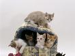 Domestic Cat, Five 8-Week Kittens In Igloo Bed by Jane Burton Limited Edition Print