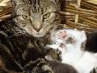 Domestic Cat, 2-Week Tabby And White Kitten Plays With Her Mother's Whiskers In Basket by Jane Burton Limited Edition Print