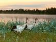 Japanese / Red-Crowned Crane Pair, Khingansky Zapovednik, Russia by Igor Shpilenok Limited Edition Print