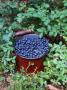 Bilberries On Shrub And In Pot (Vaccinium Myrtillus) Europe by Reinhard Limited Edition Print
