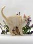 Domestic Cat, Cream Burmese Juvenile Rubbing Herself On Flowering Catmint / Catnip by Jane Burton Limited Edition Print