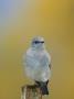 Mountain Bluebird, Male On Post, Grand Teton National Park, Wyoming, Usa by Rolf Nussbaumer Limited Edition Print