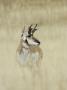 Pronghorn Antelope, Male, Yellowstone National Park, Wyoming, Usa by Rolf Nussbaumer Limited Edition Print