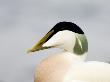 Male Eider Duck, Head Profile, Northumberland, Uk by David Tipling Limited Edition Print