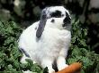 Pet Domestic Holland Lop Eared Rabbit With Carrot by Lynn M. Stone Limited Edition Print
