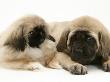 Pekingese Pup With English Mastiff Puppy by Jane Burton Limited Edition Pricing Art Print