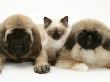 Pekingese And English Mastiff Puppies With Birman-Cross Kitten by Jane Burton Limited Edition Print