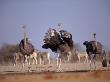 Ostrich Male And Female Courtship Behaviour (Struthio Camelus) Etosha National Park, Namibia by Tony Heald Limited Edition Print