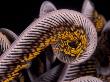 Close Up Of Curled Arms Of Feather Star, Indo-Pacific by Jurgen Freund Limited Edition Print