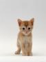 Domestic Cat, 'Pansy's' 5-Week Red Kitten by Jane Burton Limited Edition Print
