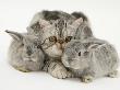 Silver Exotic Cat And Two Silver Baby Rabbits by Jane Burton Limited Edition Print