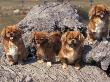 Domestic Dogs, Four Tibetan Spaniels On Rocks by Adriano Bacchella Limited Edition Pricing Art Print